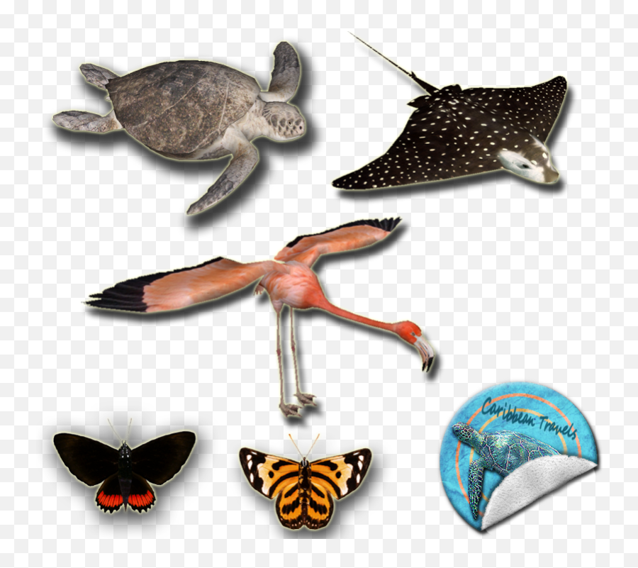 Caribbean Travels Pack - Animal Figure Png,Zoo Tycoon 2 Icon