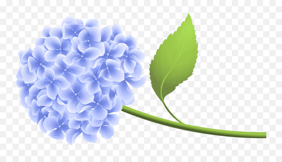 Lilac Flower Png Picture - Blue Hydrangea Clip Art,Flower Clipart Transparent Background