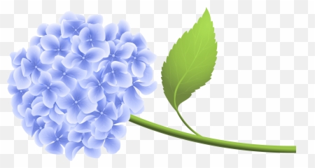 Lilac Flower Png Picture - Blue Hydrangea Clip Art