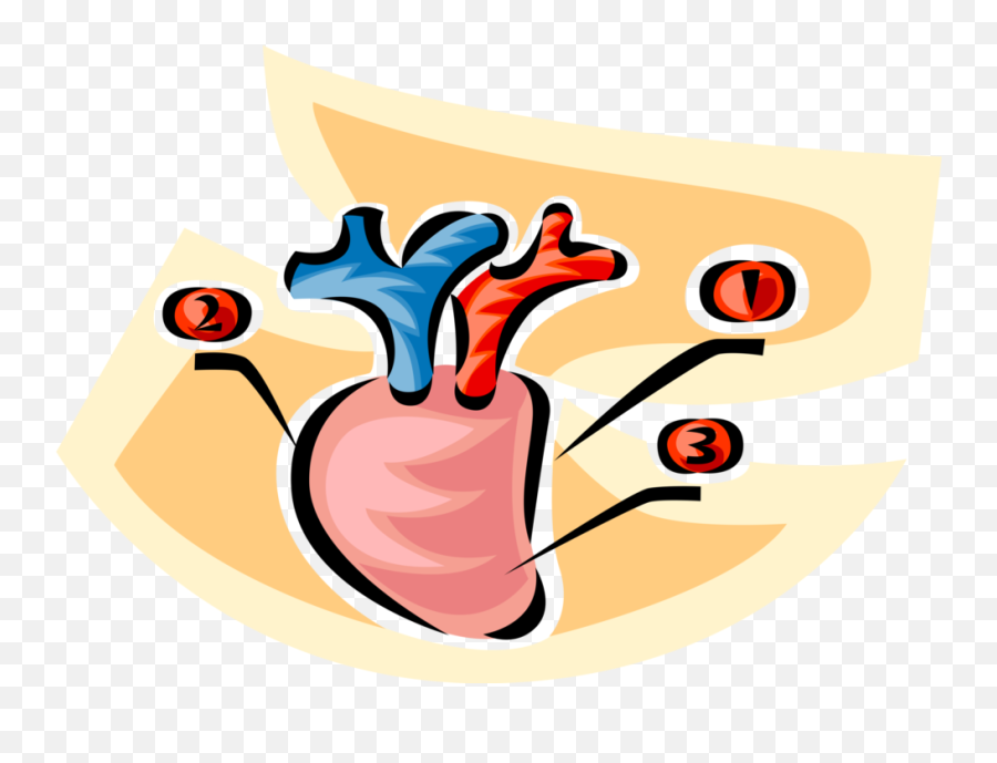 Anatomical Heart Png - Clip Art,Anatomical Heart Png