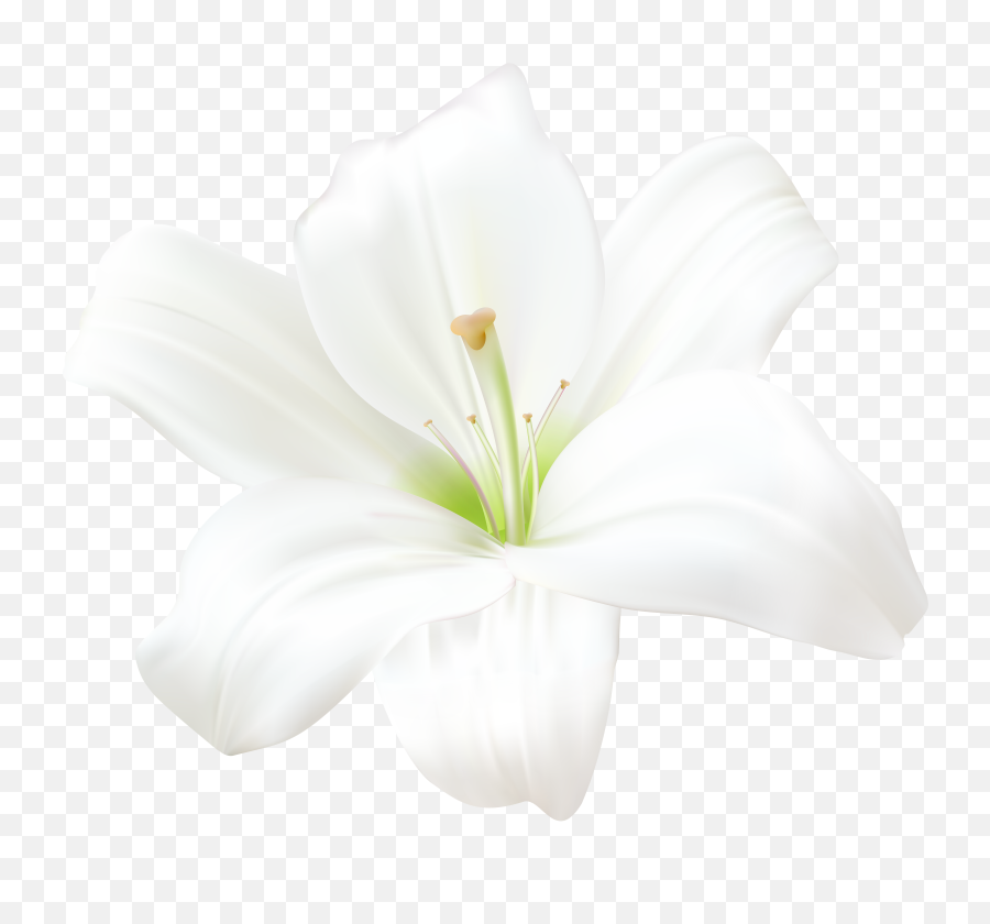 Easter Lily Png Images - White Lily Flower Png,Easter Lily Png