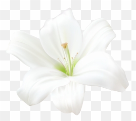 Easter Lily Png Images - White Flower