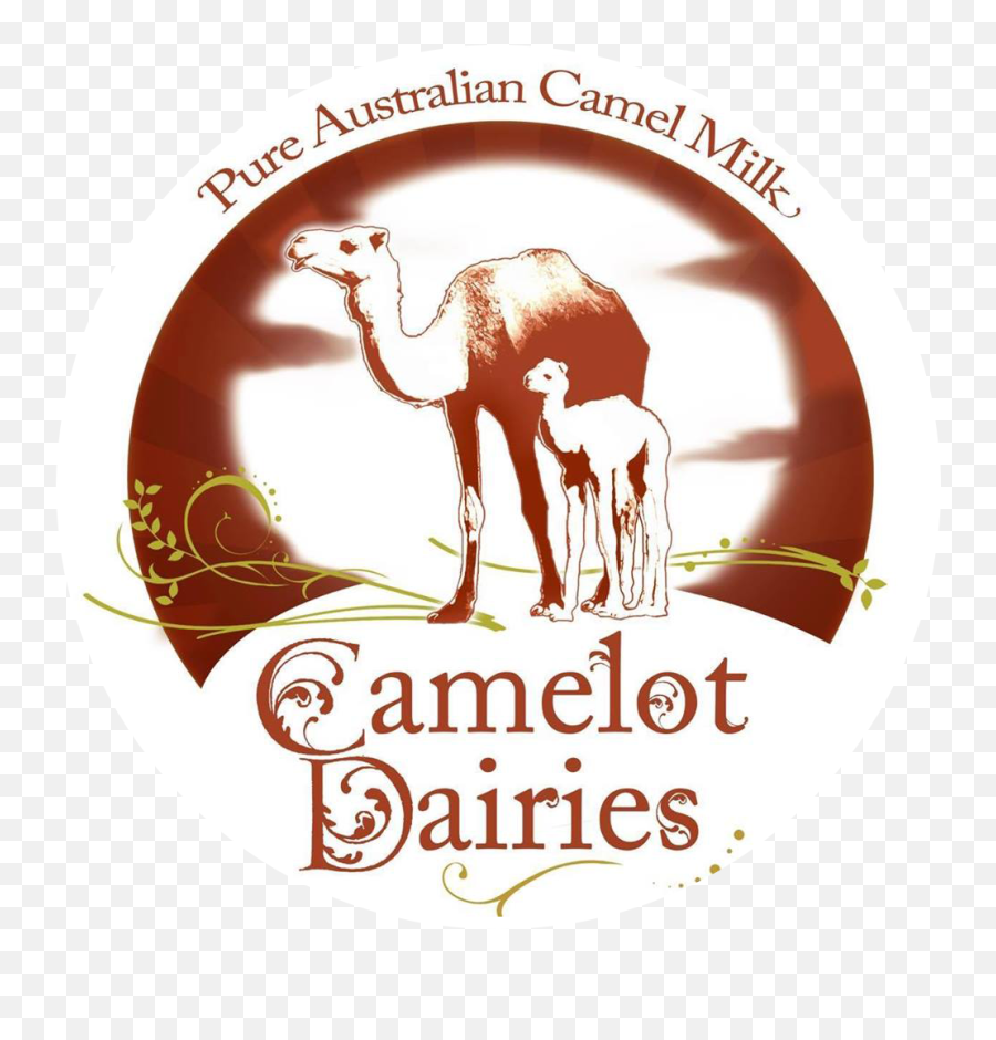 Noosa Camel Rides - Arabian Camel Png,Camel Logo