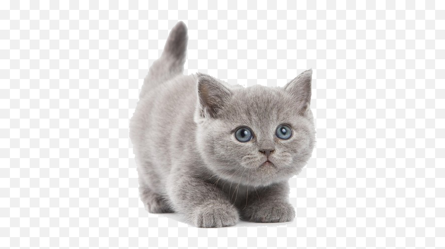 Free Png Cat - Konfest,Short Hair Png