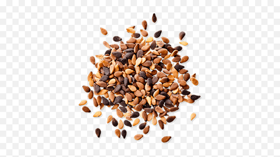 Seed Png Images - Transparent Sesame Seeds Png,Seed Png