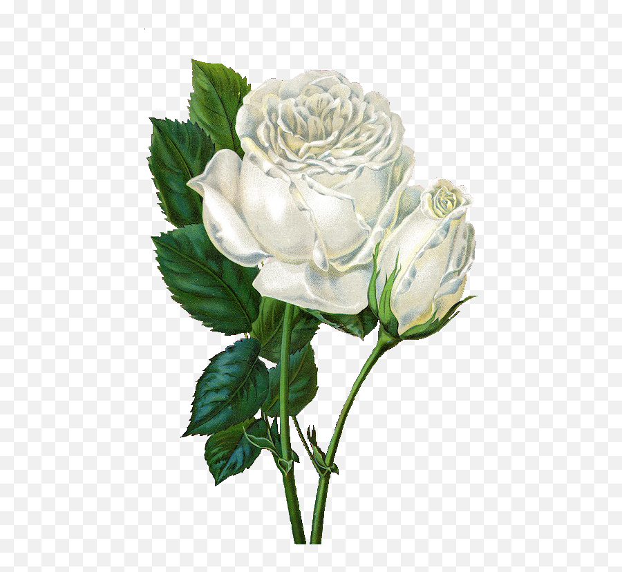 Vintage Roses Png - White Rose Clipart Vintage Vintage Simple White Rose Background,Rose Clipart Transparent