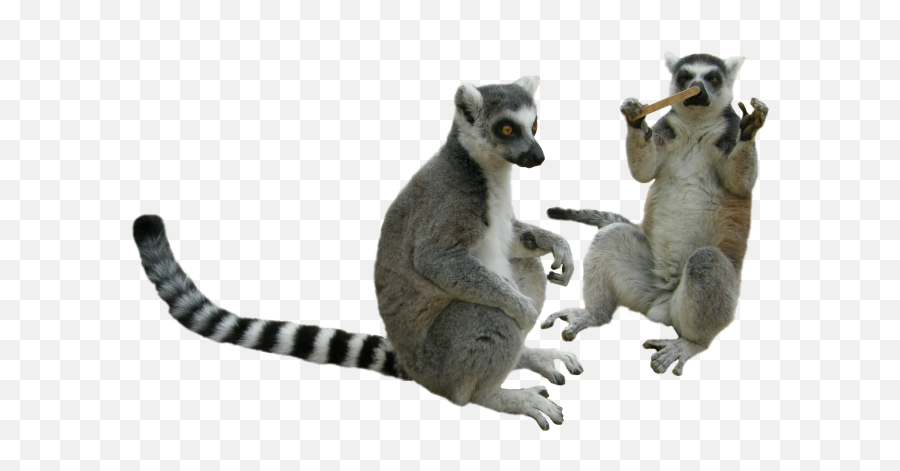 Lemur Png Transparent Clipart - Lemur Transparent Background,Lemur Png