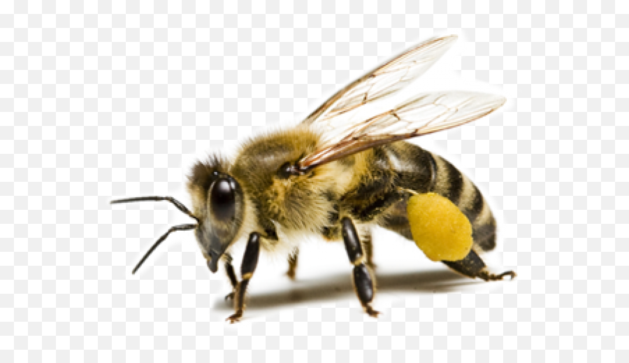 Png Bee Images Download Pictures - Honey Bee Transparent Background,Bumble Bee Png