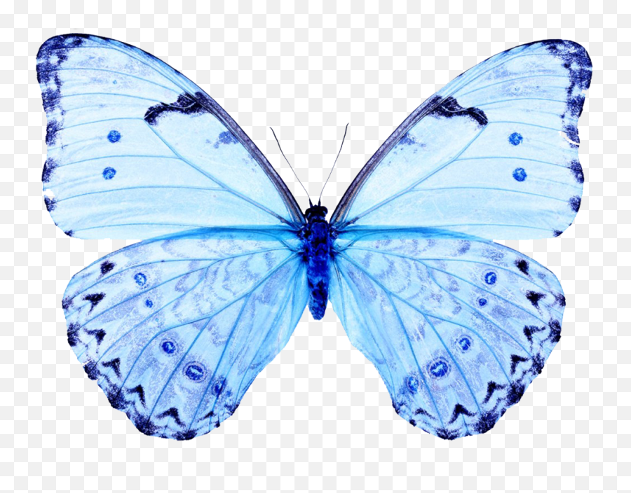 White Butterfly Papilio - White And Blue Butterfly Png,Blue Butterfly Png