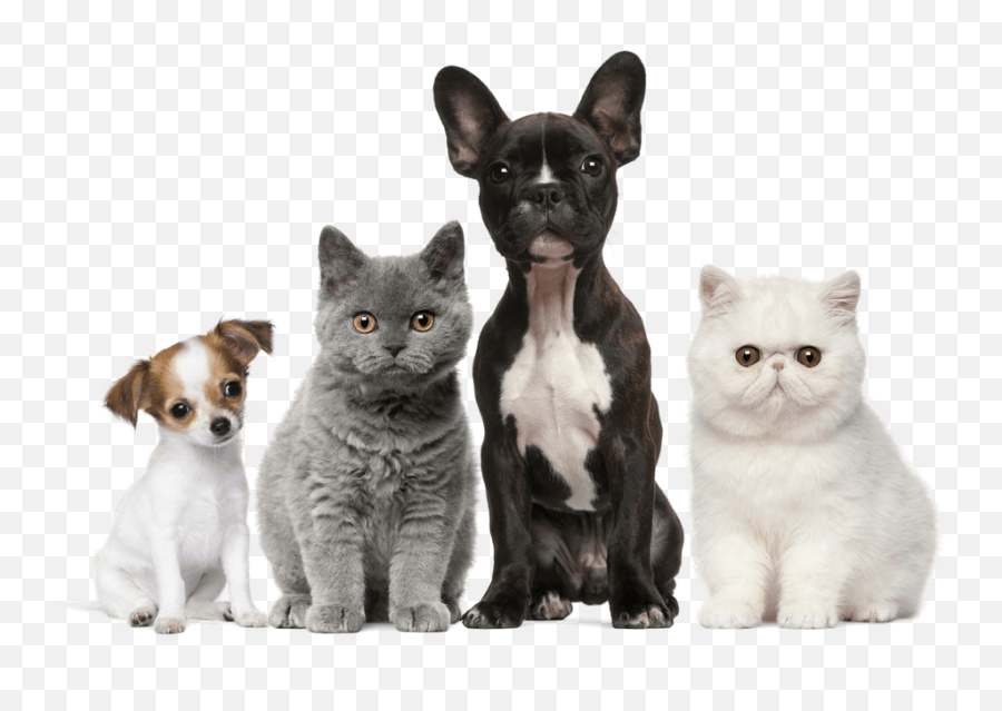 Dog Cat Puppy Kitten Pet - All Cats And Dogs Png,Dog And Cat Png