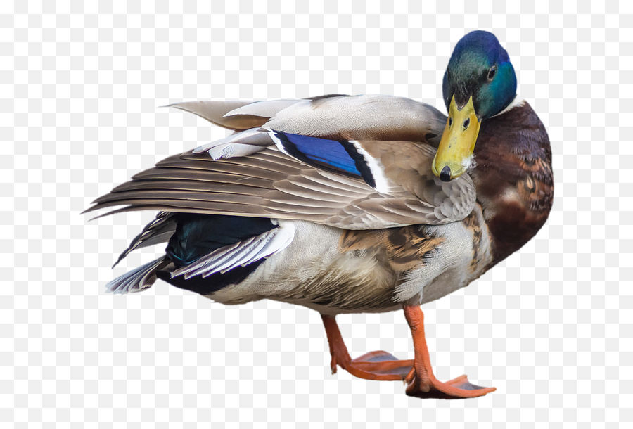 Duck Mallard Drake - Transparent Water Bird Png,Duck Transparent