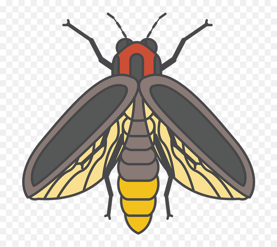 Fire Fly Bug Insect - Firefly Insect Png,Firefly Png