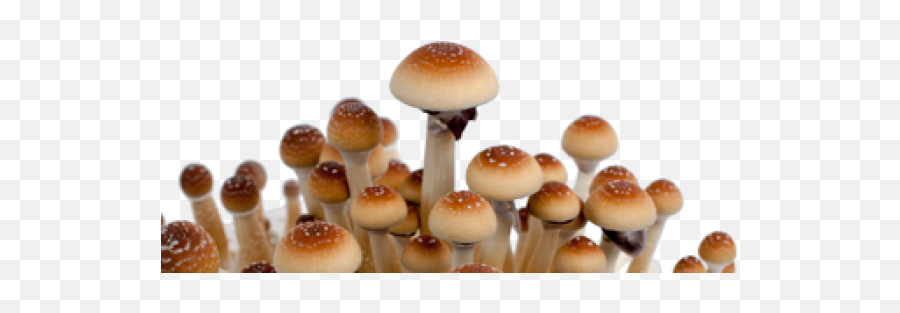 Gallery Archives Magic Mushrooms Shop Blog - Bolete Png,Mushrooms Png