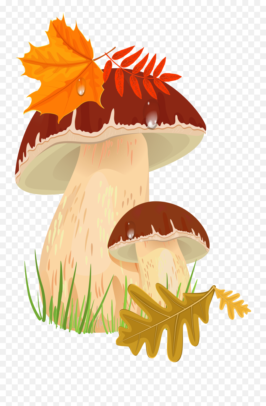 Fall Mushrooms Png Picture Board - Autumn Mushrooms Clipart,Toadstool Png