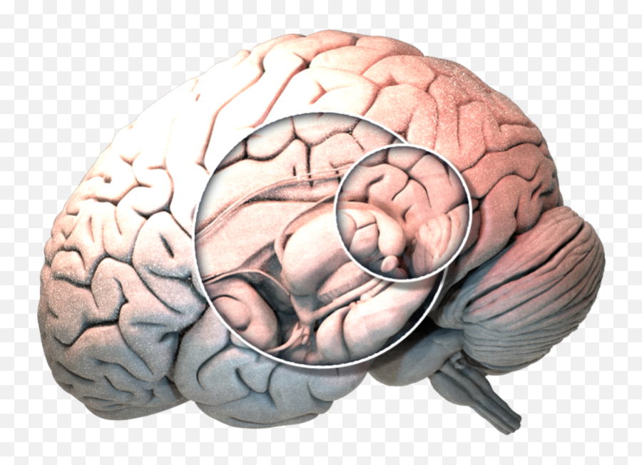 Into The Brain Encephalon - Medicine Media Production Gmbh Brain Png,Brain Png