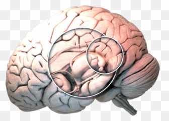 Into The Brain Encephalon - medicine media production GmbH Brain png