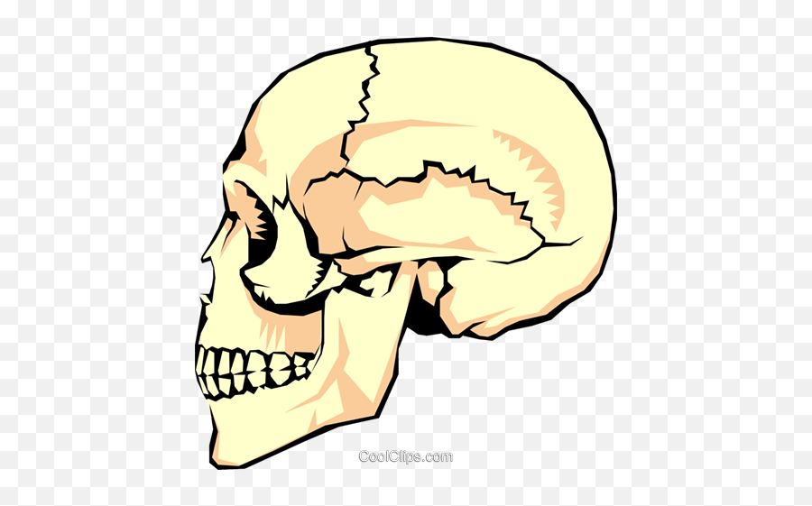 The Human Skull Royalty Free Vector Clip Art Illustration - Fixed Or Immovable Joints Png,Human Skull Png