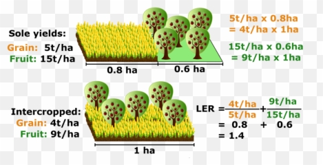 Fileland Equivalent Ratiopng - Wikimedia Commons Land Equivalent Ratio In Intercropping,Crops Png