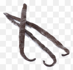 Vanilla Bean Png Clipart - Vanilla Bean Vanilla Planifolia,Vanilla Bean Png