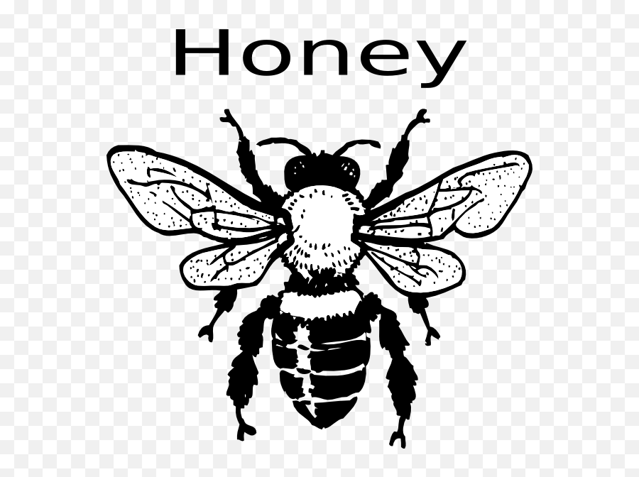 Bee Clipart Png - Honey Clipart Vintage Honey Real Bee Black And White Bee Clipart,Bee Clipart Png