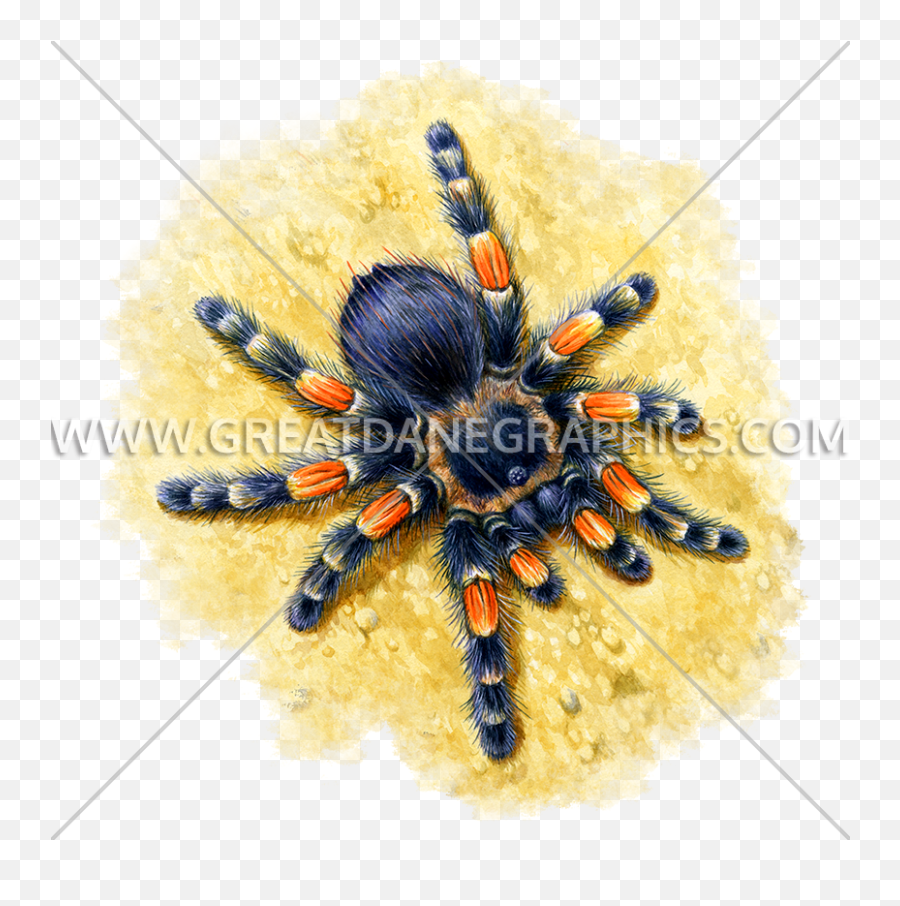 Tarantula Production Ready Artwork For T - Shirt Printing Png,Tarantula Png