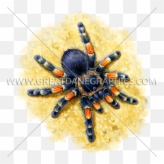 Tarantula Production Ready Artwork For T - Shirt Printing Png,Tarantula Png
