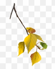 Tree Limb Png - Autumn Leaves Tree Branch Png Green Birch Leaf Svg