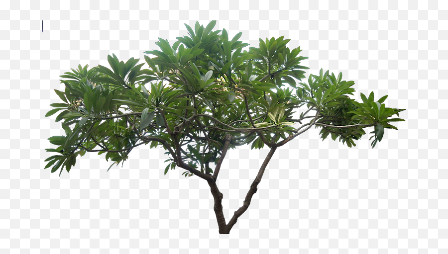 Jungle Tree Picture Hq Png Image - Transparent Jungle Trees Png,Jungle Png