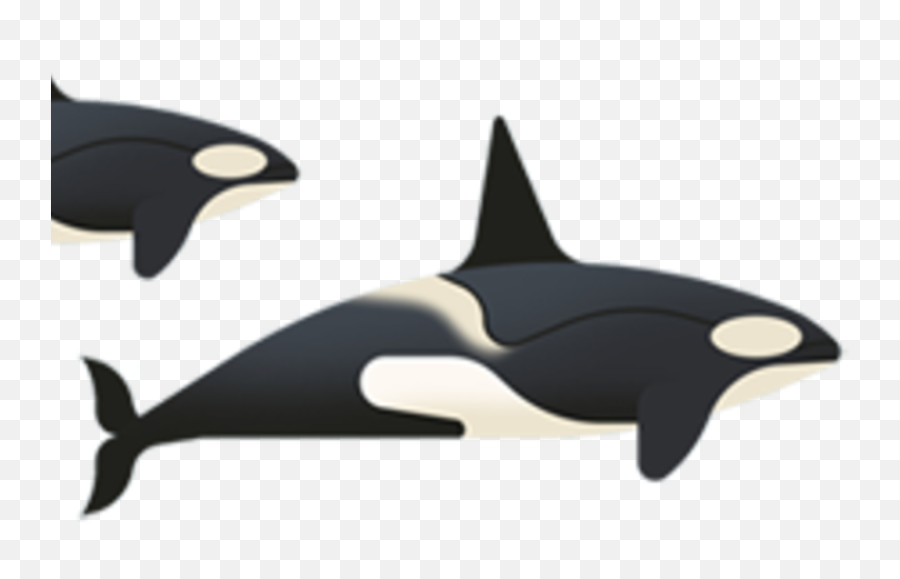 The Whales Of Antarctica Magazine Articles Wwf - Killer Whale Png,Killer Whale Png