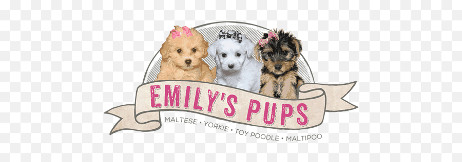 Emilyu0027s Pups Maltese Yorkie Toy Pood 1535738 - Png Dog Supply,Yorkie Png