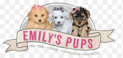 Emilyu0027s Pups Maltese Yorkie Toy Pood 1535738 - Png Dog Supply,Yorkie Png