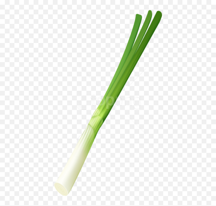 Free Png Download Spring Onion Images Background - Pipe Sweet Grass,Spring Background Png