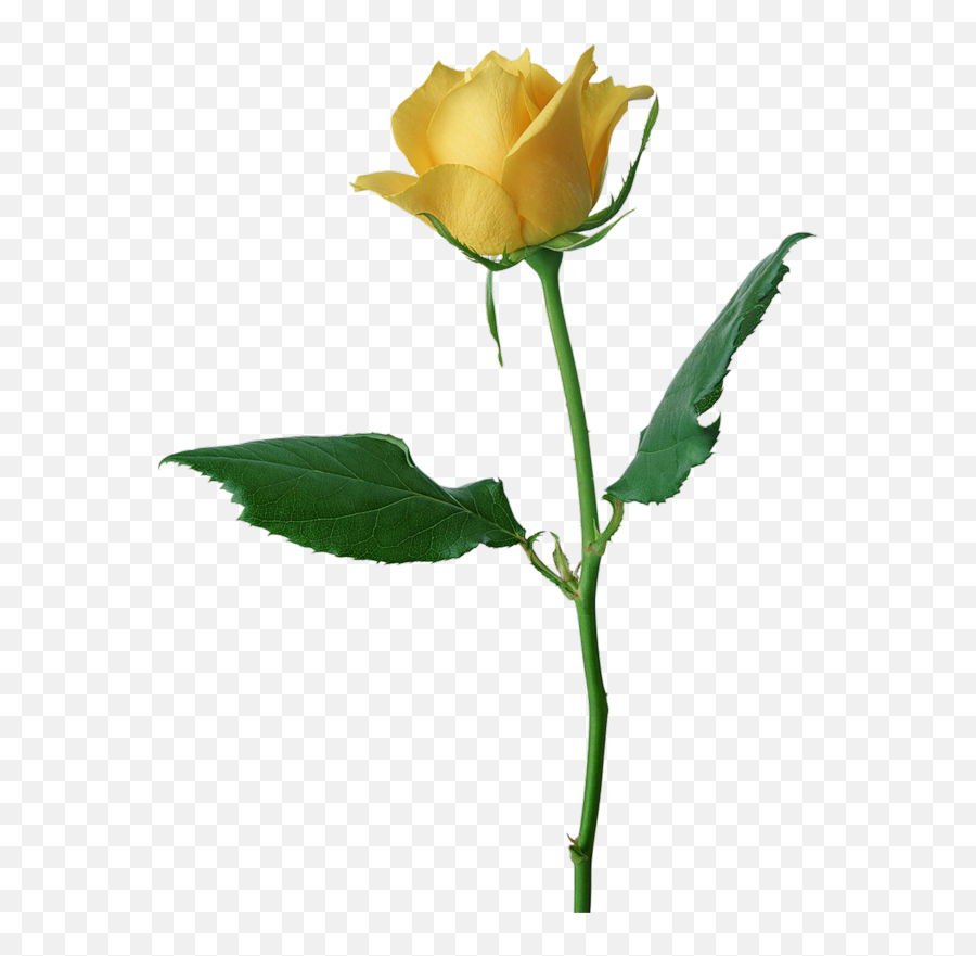 Valentine Rose All Transparent Ones - Yellow Rose Flower Yellow Rose Png Transparent,Single Rose Png