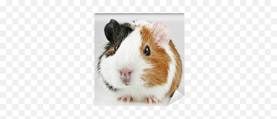 Pet Guinea Pig Wall Mural U2022 Pixers - We Live To Change Guinea Pig Test Meme Png,Guinea Pig Png