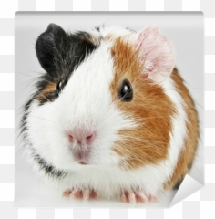 Pet Guinea Pig Wall Mural U2022 Pixers - We Live To Change Guinea Pig Test Meme Png,Guinea Pig Png