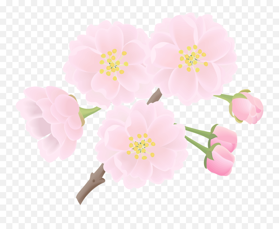Cherry Blossoms Flower Clipart Free Download Transparent - Camellia Png,Cherry Blossom Flower Png