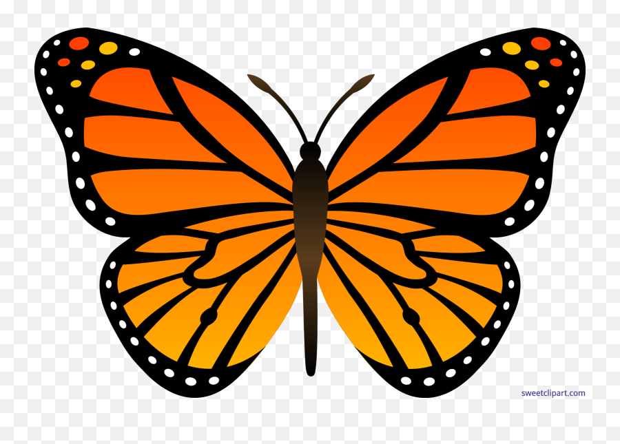 52 Butterflies Orang Free Butterfly Clip Art Clipartlook - Easy Monarch Butterfly Drawing Png,Orang Png