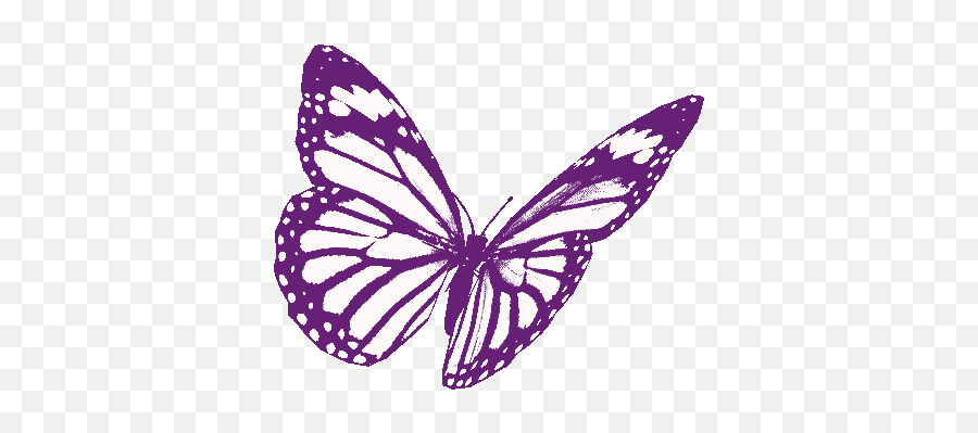 Borboletas Butterflies Gif - Borboletas Butterflies Beautiful Discover U0026 Share Gifs Butterfly Drawing Gif Transparent Png,Butterfly Icon Image Girly