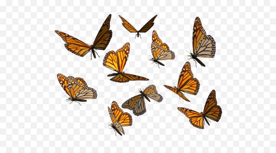 Transparent Background Hq Png Image - Monarch Butterfly Png Transparent,Butterfly Transparent