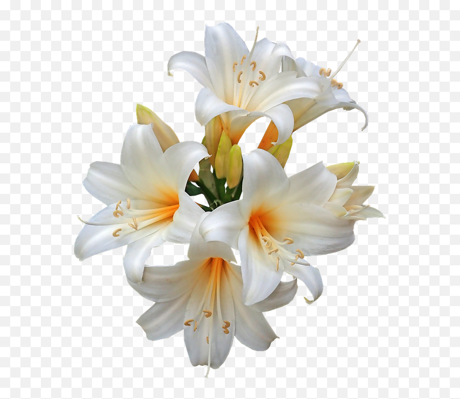 Belladonna Lilies Easter - Easter Lilies Transparent Png,Easter Lily Png