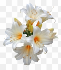Belladonna Lilies Easter - Easter Lilies Transparent Png,Easter Lily Png
