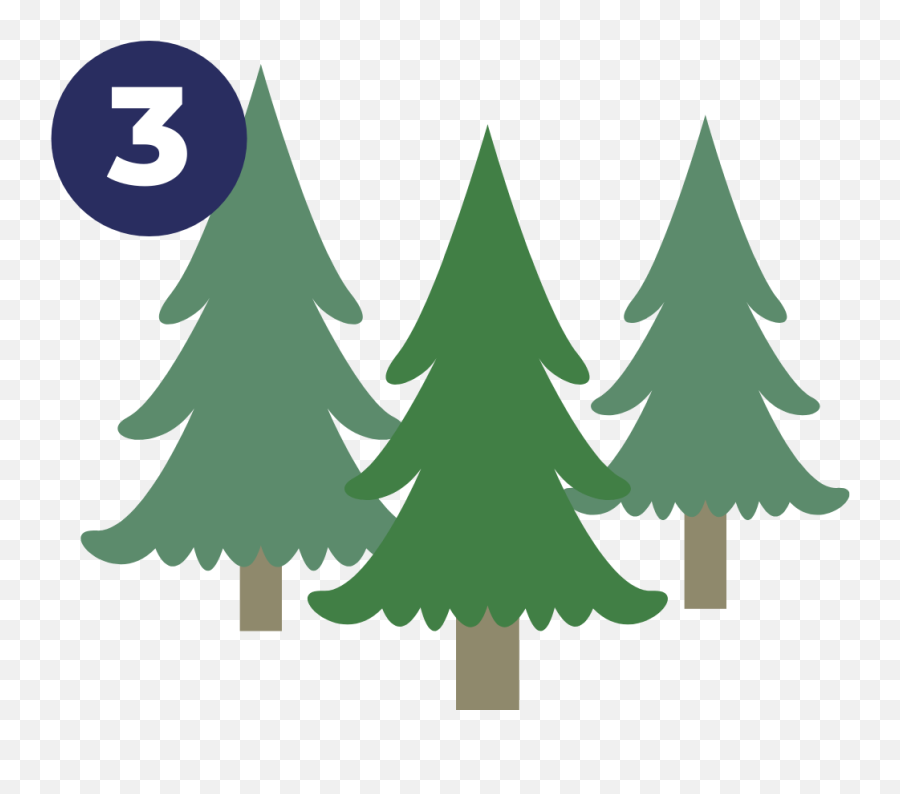 Forest Fundraiser - New Year Tree Png,Evergreen Tree Icon