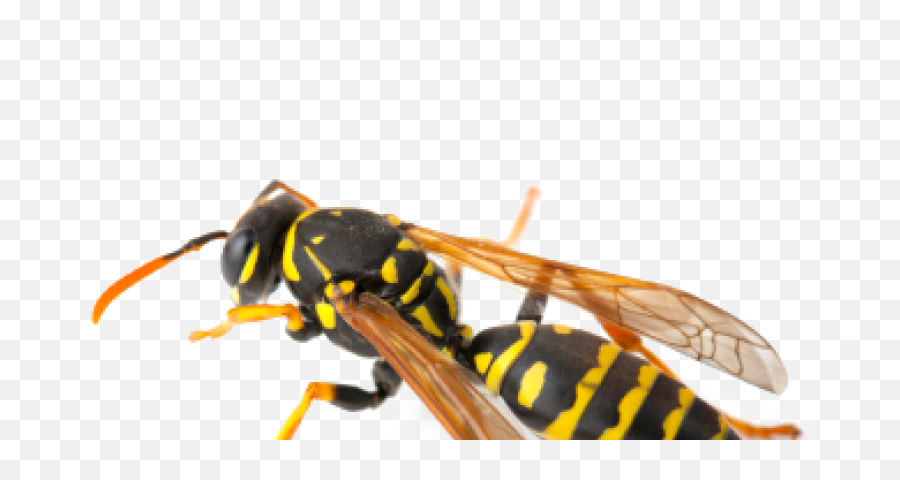Download Hd Wasps - Wasp Png,Wasp Png
