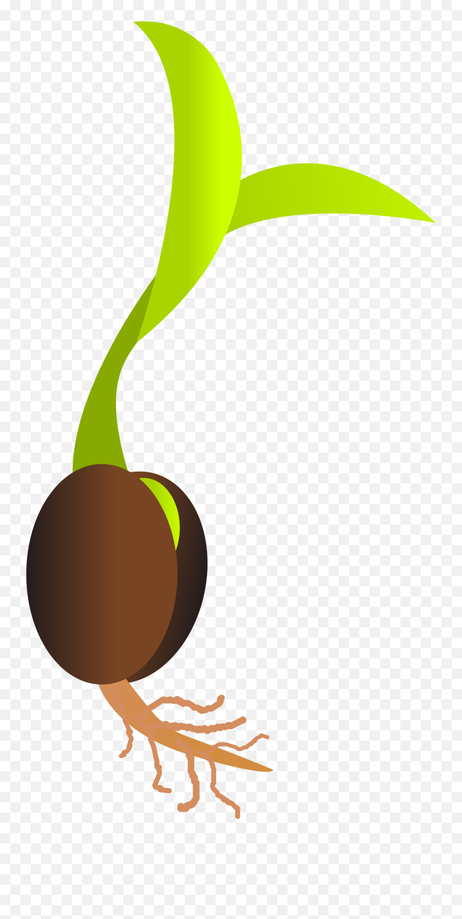 Download Free Png Seed - Seed Clipart Png,Seed Png