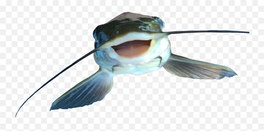 Catfish Png 8 Image - Catfish Png,Catfish Png