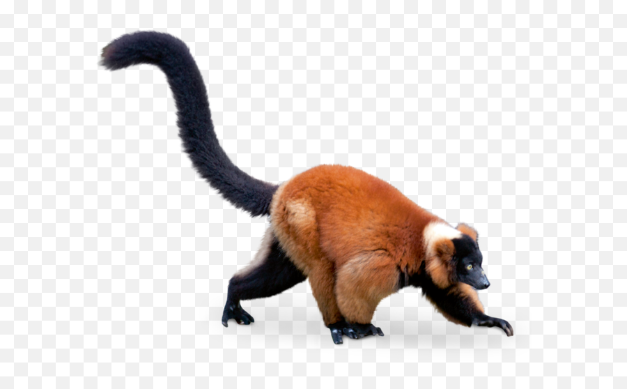 Download Lemur Png - Red Ruffed Lemur On White Background,Lemur Png