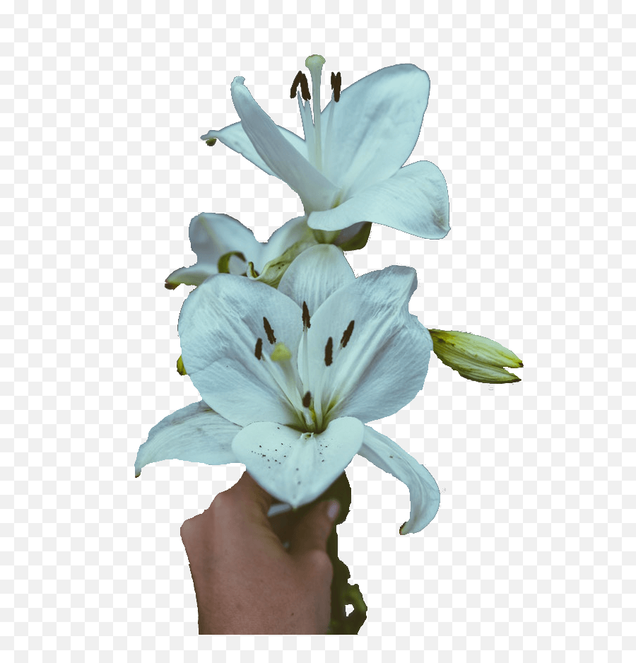 Download Lilies Sympathy Flowers - Stargazer Lily Png Image Tiger Lily,Lilies Png