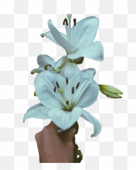 Download Lilies Sympathy Flowers - Stargazer Lily PNG Image Tiger