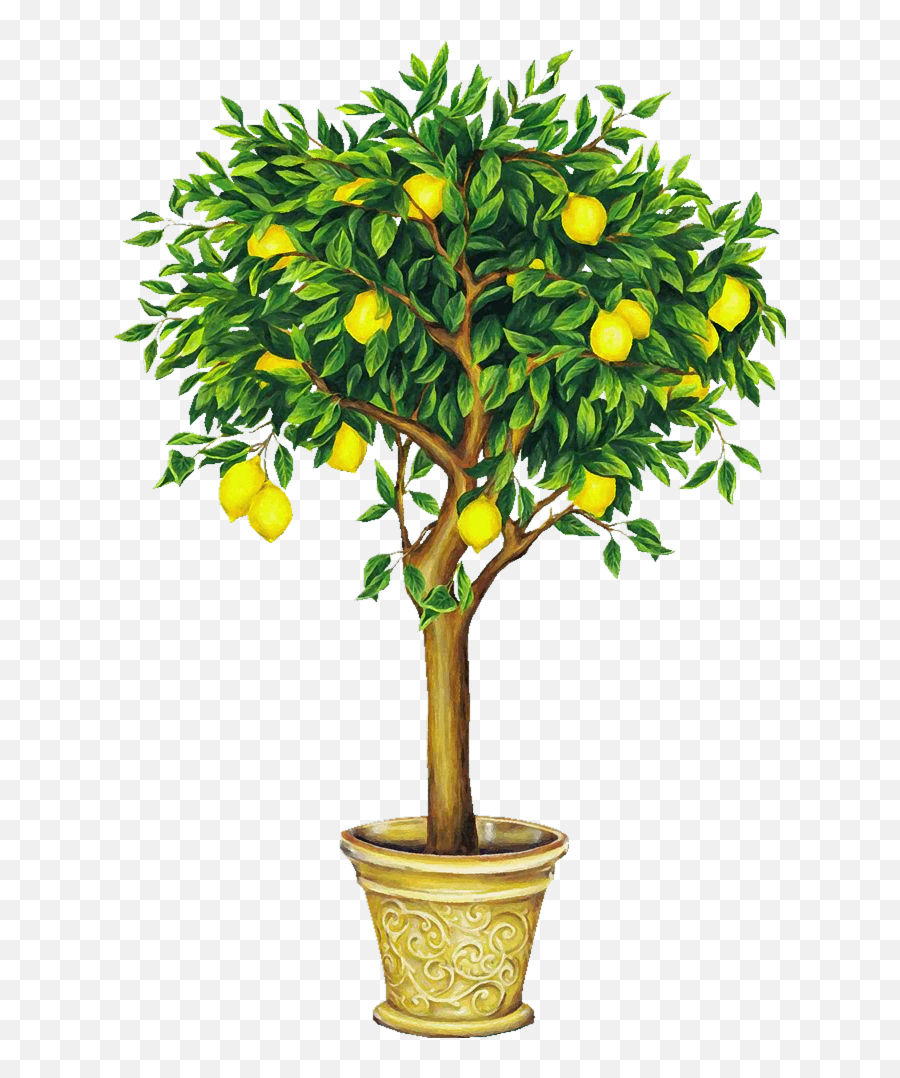 Lemon Tree Drawing Png Image - Transparent Lemon Tree Png,Lemon Tree Png