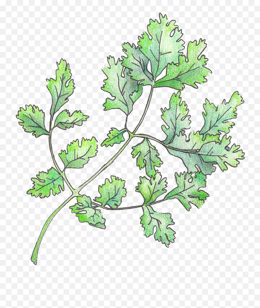 Illustration U2014 Christi Difrank - Leaf Vegetable Png,Cilantro Png